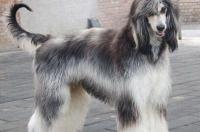 中华板凳犬城市里禁养吗？ 中国禁养阿富汗犬吗
