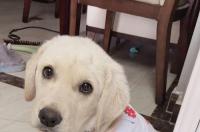 北京可以养的大型犬？ 中国不禁养的大型犬