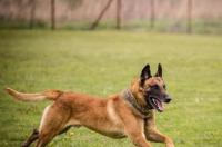 波士顿犬智商排名？ 比利时玛利诺犬优缺点