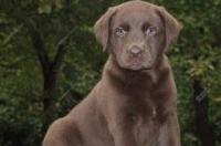 拉布拉多品种介绍？ 拉布拉多犬品种