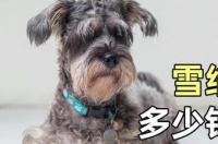 雪纳瑞狗狗一般多少钱一只？ 雪纳瑞多少钱一只灰色
