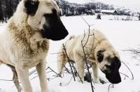 坎高犬中亚犬藏獒哪个更厉害？ 中亚犬厉害还是坎高犬厉害