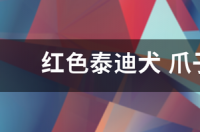 灰泰迪配红泰迪出什么颜色？ 红色泰迪狗