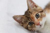 求关于养宠物猫的一些注意事项... 养宠物猫的注意事项