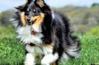 喜乐蒂牧羊犬和苏格兰牧羊犬的区别 苏牧犬和喜乐蒂的区别