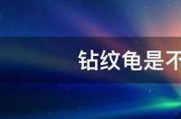 钻纹龟有些什么形态特征？ 钻纹龟
