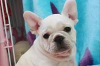 法斗犬为什么可以快速增肥 法斗犬为什么养的人不多