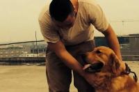 贵宾狗生了死的小狗后该怎么护理？ 贵宾犬死了的照片