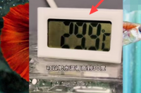 迷你鹦鹉鱼怎么繁殖起来快？ 迷你鹦鹉鱼繁殖
