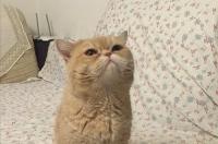 猫养不了了怎么找领养？ 给猫咪找领养