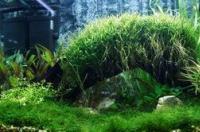 疯狂骑士团水族箱怎么放 水族箱大全