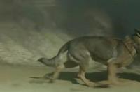 电影犬王事件起因？ 犬王被炸死的狗
