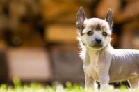 不掉毛的犬种有哪些 不掉毛的犬种