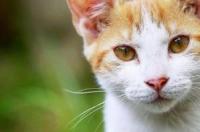 野猫为什么不可以养？ 为什么野猫不能养