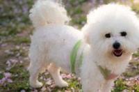 比熊体积一般多大？ 比熊犬有多大