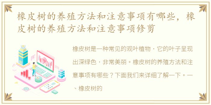 橡皮树的养殖方法和注意事项有哪些，橡皮树的养殖方法和注意事项修剪