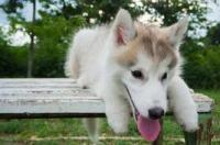 狗狗犬瘟初期是什么症状？会呕吐吗？ 狗瘟潜伏期什么表现