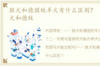 狼犬和德国牧羊犬有什么区别？ 马里努阿犬和德牧