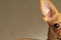 中国优秀的中小型犬？ 中国本土小型犬