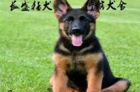 魏玛犬打的过杜宾吗 德国魏玛犬多少钱一只