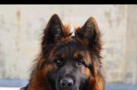 纯种德牧在哪里买最放心？ 纯种的德国牧羊犬