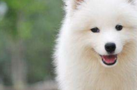 萨摩耶犬的时间？ 萨摩耶犬的资料