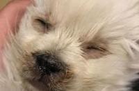 犬瘟吃什么药？ 狗狗犬瘟可以吃什么药