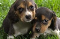 巴吉度犬与比格犬的区别？ 巴吉度犬与比格犬区别