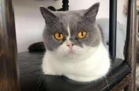 四蹄踏雪的猫到底好不好？ 四蹄踏雪猫价格多少