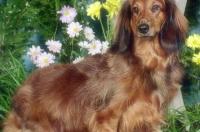 什么狗狗幼犬是长毛？ 长毛犬种