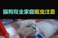 狗狗体外驱虫后要注意什么 狗狗体外驱虫注意事项 狗狗体外驱虫注意事项
