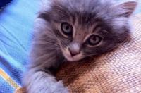 长毛猫咪品种？ 长毛猫的品种名字大全