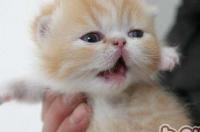 全身短白毛尾巴很长的猫是什么品种？ 纯白短毛波斯猫