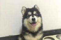阿拉斯加纯种和不纯种有什么区别？ 阿拉斯加犬品种区别