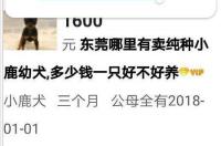 小鹿犬多少钱一只，小鹿犬市场价格大盘点？ 鹿犬 价格