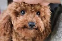 一般黑色泰迪犬和棕色泰迪犬哪个贵？ 黑色泰迪犬值钱吗