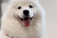 一只成年萨摩耶犬大概值多少钱？ 摩王家族萨摩多少一只
