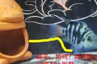 鹦鹉鱼爱打架怎么办？ 防止鹦鹉鱼打架的办法