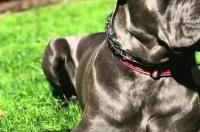 世界最好护卫犬排名？ 世界第一护卫犬