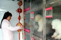 宠物店寄养靠谱吗？ 宠物店可以寄养吗