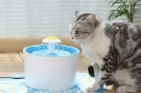 寓意好的猫咪名字 猫咪的名字