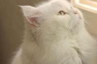 中华田园猫的鼻子是什么颜色？ 中华田园猫花色大全
