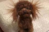 泰迪犬怎么养不会臭？ 泰迪犬怎么养不会臭