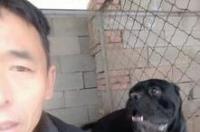卡斯罗打得过比特犬吗？ 卡斯罗打架厉害吗
