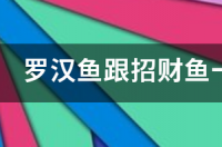 罗汉鱼招财鱼，哪个值得养？ 养一条罗汉鱼能招财吗