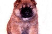 chow~chow什么意思？ 护卫犬是什么意思