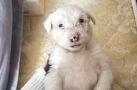 小牧羊犬多少钱一只？ 古牧幼犬多少钱一条