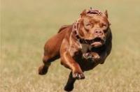 青狼獒vs鬼獒哪个强，最凶残的青狼獒咬死狼 鬼獒咬死藏獒