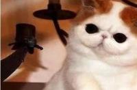 养猫的好处和坏处都有哪些？ 养猫有什么好处和坏处