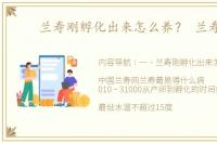 兰寿刚孵化出来怎么养？ 兰寿网